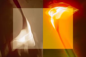 wkl 12 Wilhelm Kleinoder   Calla Diptych ICM
